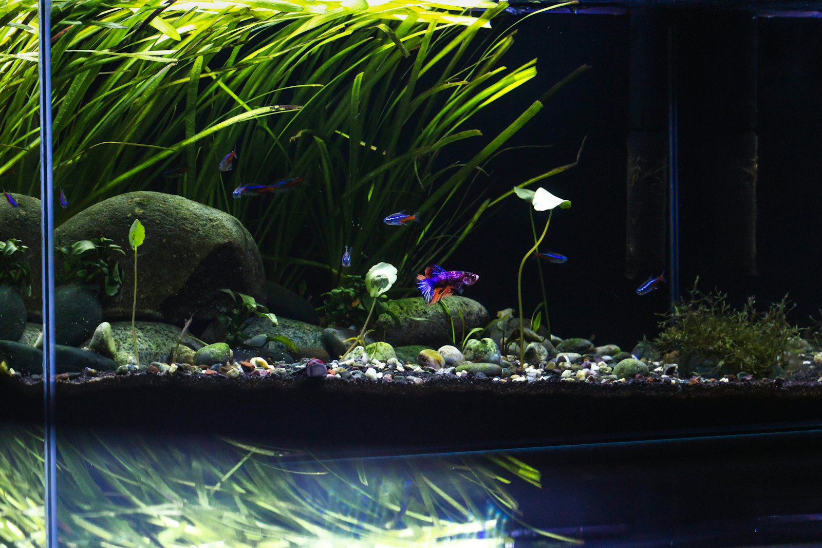 Long planted aquarium with river stones, tall grasses and small fish