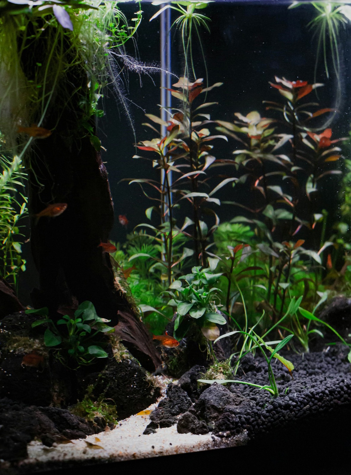 Tall aquarium planted with red and green stem plants
