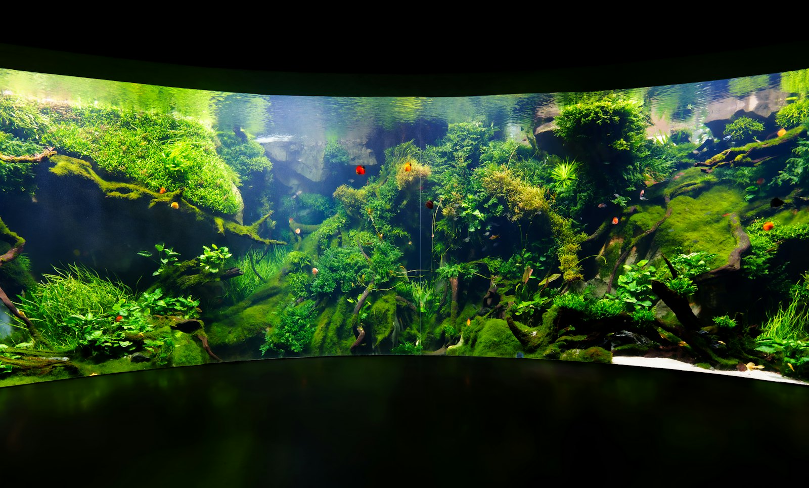 Wide planted aquascape with moss-covered rock and lush aquatic plants