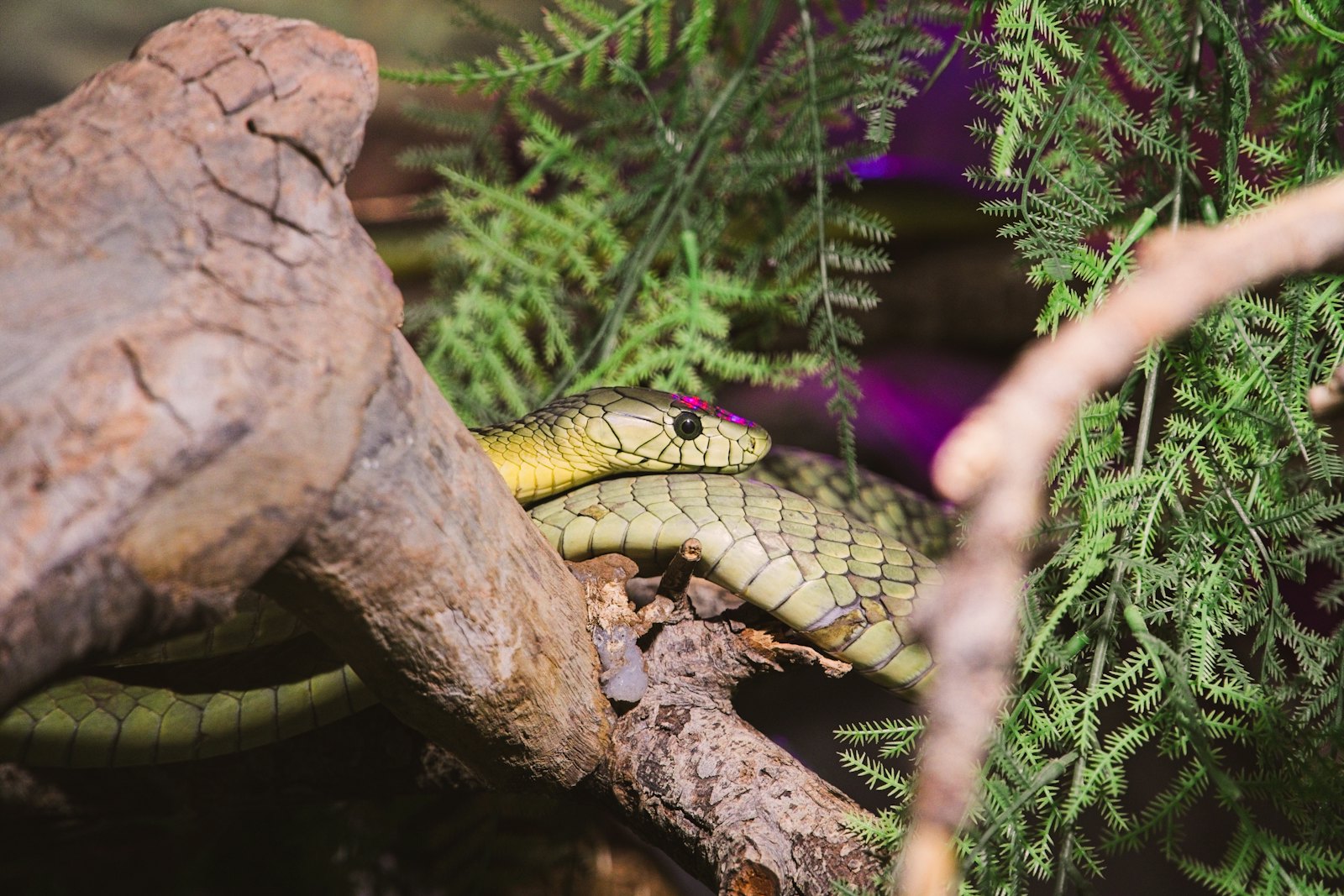 Snake resting on driftwood among ferns inside a naturalistic enclosure