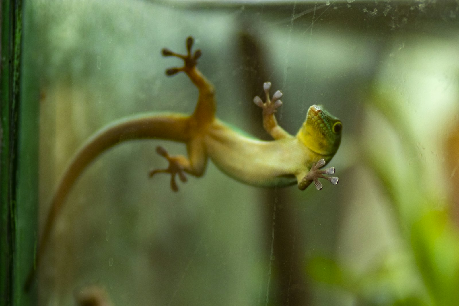 Gecko climbing the glass of a planted enclosure