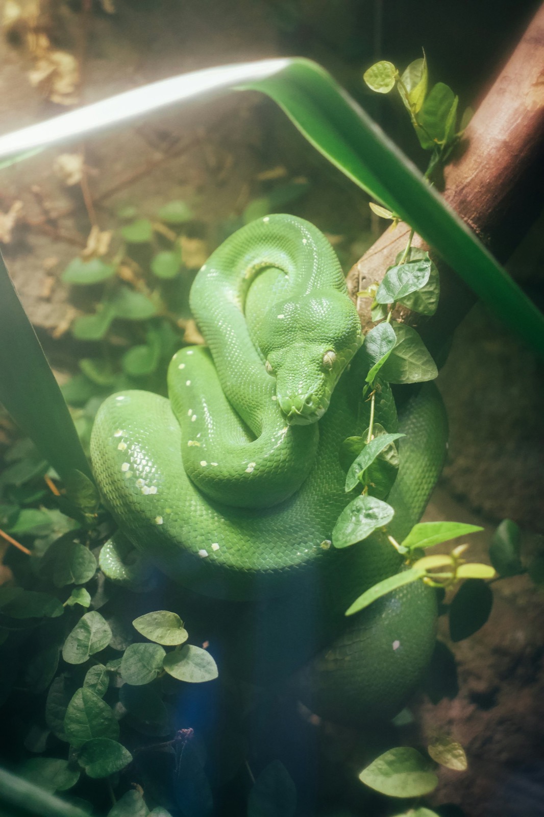 Green tree python coiled inside a planted naturalistic enclosure